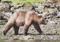 Ursus arctos